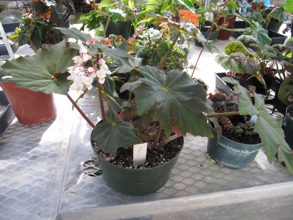B. ‘Maxima’